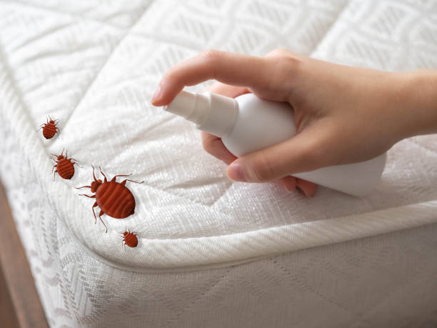 Best Spider Control Near Me  in Hawthorne, NV