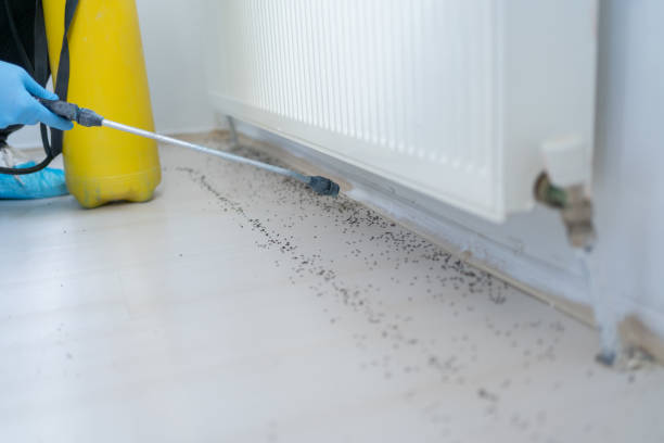 Best Affordable Pest Control Services  in Hawthorne, NV